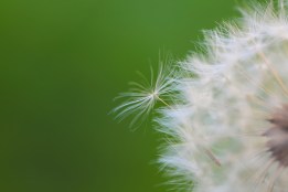 Dandelion seeds in the morning sunlight
